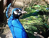 Wildpark Johannesmühle